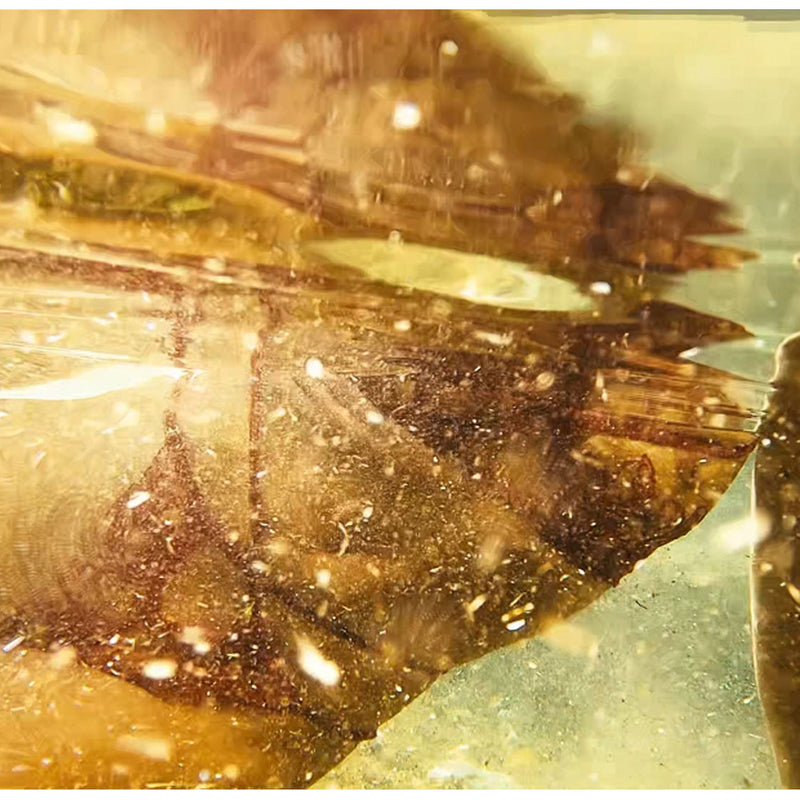 13ème Lune Lingerie